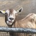 Surrey Docks Farm