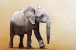 Martin Aveling - African Elephant