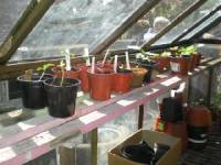 The Secret Greenhouse