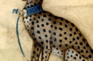 cheetah british museum