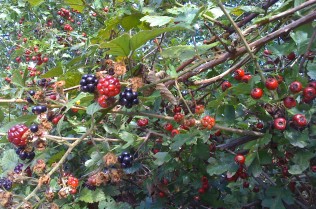 Blackberries and hawthornes, Grange Lane