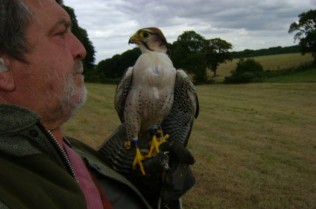 Chillie the Saker Falcon