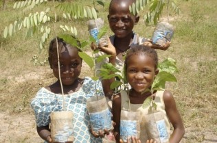 Tree aid in Mali