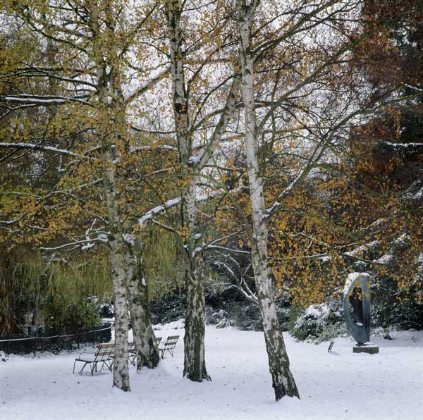 Birches-in-Snow-with-Divided-Circle