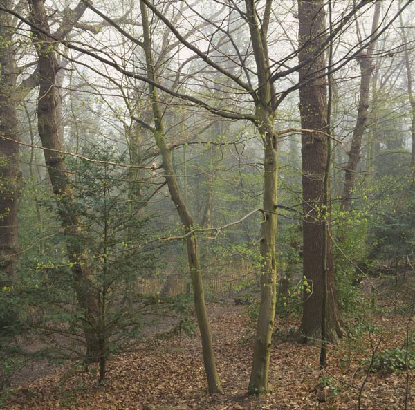 Life-in-the-Great-North-Wood