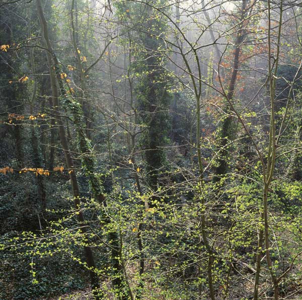 Light-of-Spring