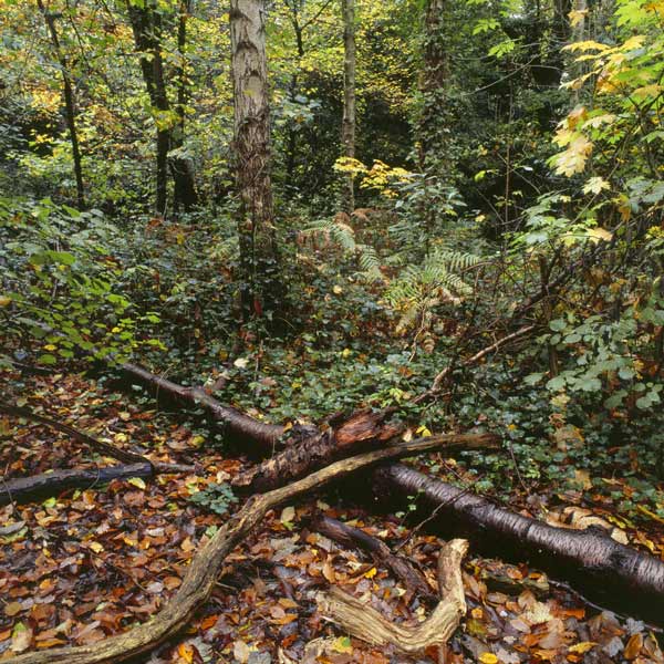 Secret-Glade-after-Autumn-Rain