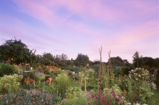 Sweet Peas and Onions in Summer Twilight