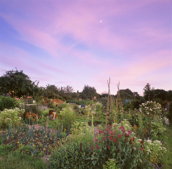 Sweet-Peas-and-Onions-in-Summer-Twilight