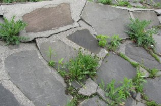 Weeds-through-concrete-400x300