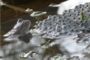 Frog Spawn
