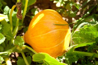 squash