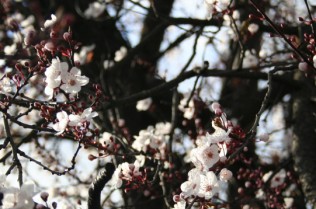 img_9525