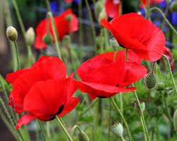 poppy pic