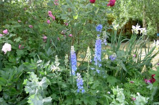 Garden June 2010 016