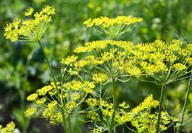 Dill branches with flowers