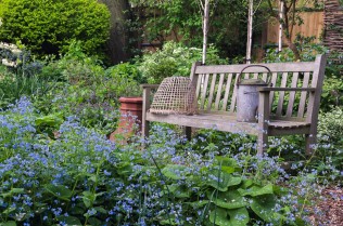 Seen over froth of blue Brunnera macrophylla Langtrees, bench sits in shade of birches beside bed of pulmonaria, camassia, lamium, cow parsley, comfrey, hellebore.
